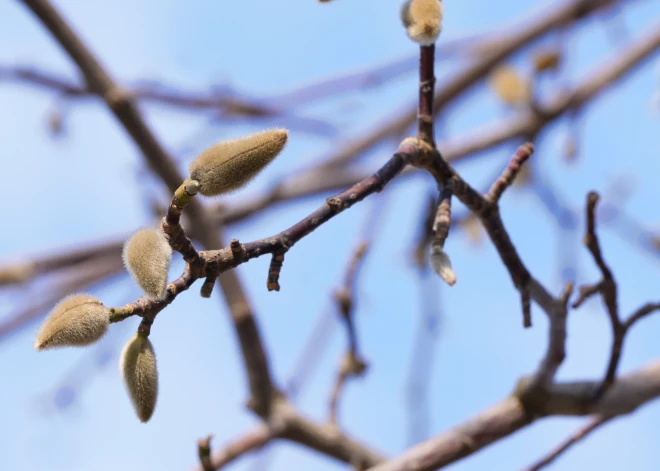 К концу недели в Латвии потеплеет: температура местами приблизится к 0