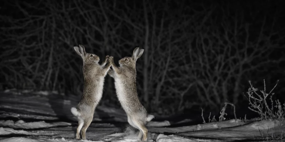  Zaķi skaidro attiecības ceļa vidū.