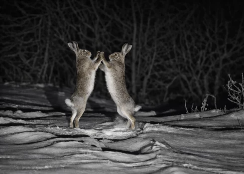 Zaķi skaidro attiecības ceļa vidū.