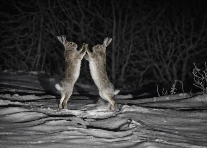 VIDEO. Rets un iespaidīgs skats! Sievietei izdodas nofilmēt spraigu zaķu cīņu pašā ceļa vidū