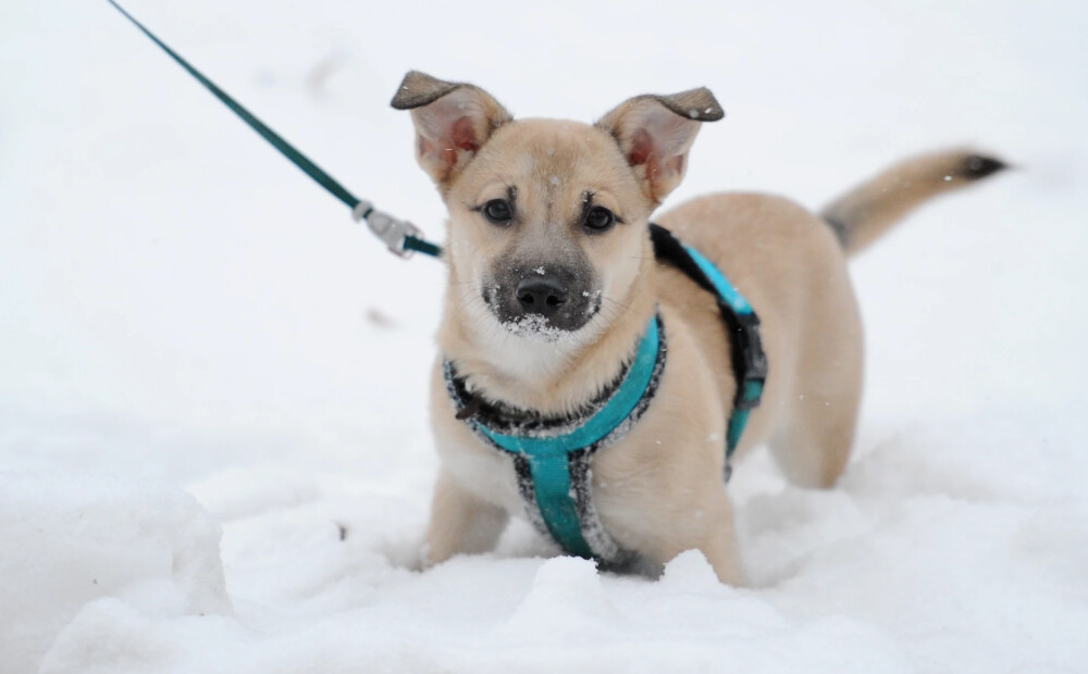 Pirmdien Latvijā lielākoties spīdēs saule, nokrišņi nav gaidāmi