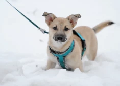 Pirmdien Latvijā lielākoties spīdēs saule, nokrišņi nav gaidāmi