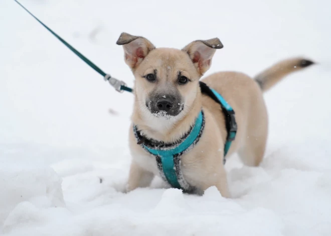 Pirmdien Latvijā lielākoties spīdēs saule, nokrišņi nav gaidāmi
