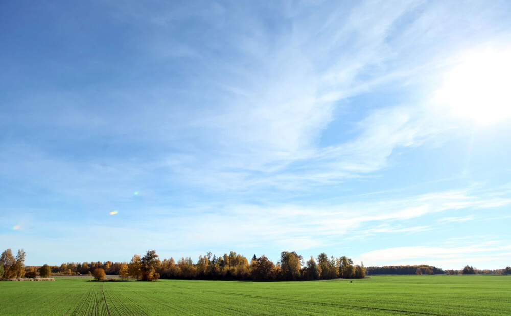 Lauksaimnieki: ziemājiem bīstamāks par salu ir atkusnis un kailsals – šobrīd situācija labvēlīga