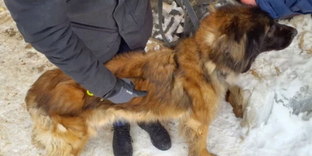 PVD pērn konstatējis 297 mājas dzīvnieku labturības prasību pārkāpumus.