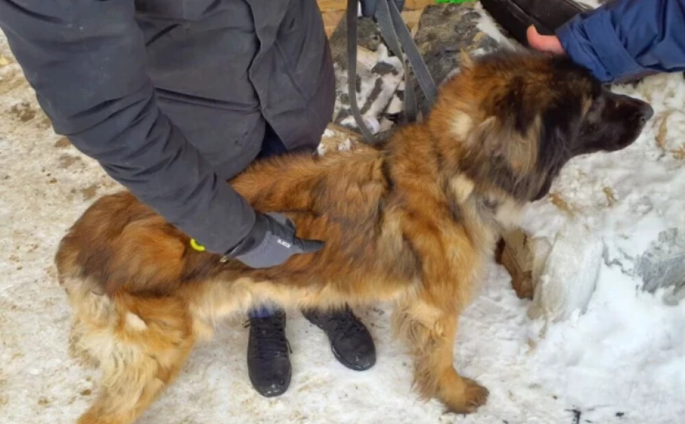 Pērn konstatēti gandrīz 300 mājas dzīvnieku labturības pārkāpumi