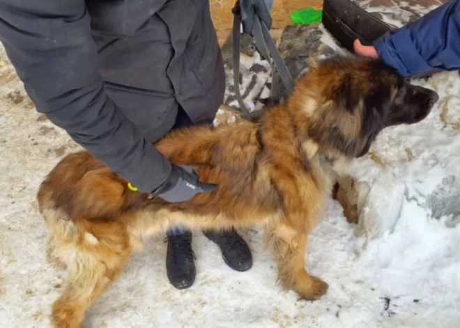 Pērn konstatēti gandrīz 300 mājas dzīvnieku labturības pārkāpumi