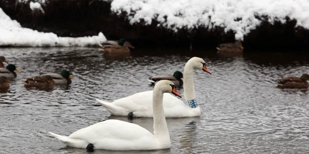Aizvadītajā gadā par 193 514 eiro tika labiekārtota Māras dīķa teritorija.