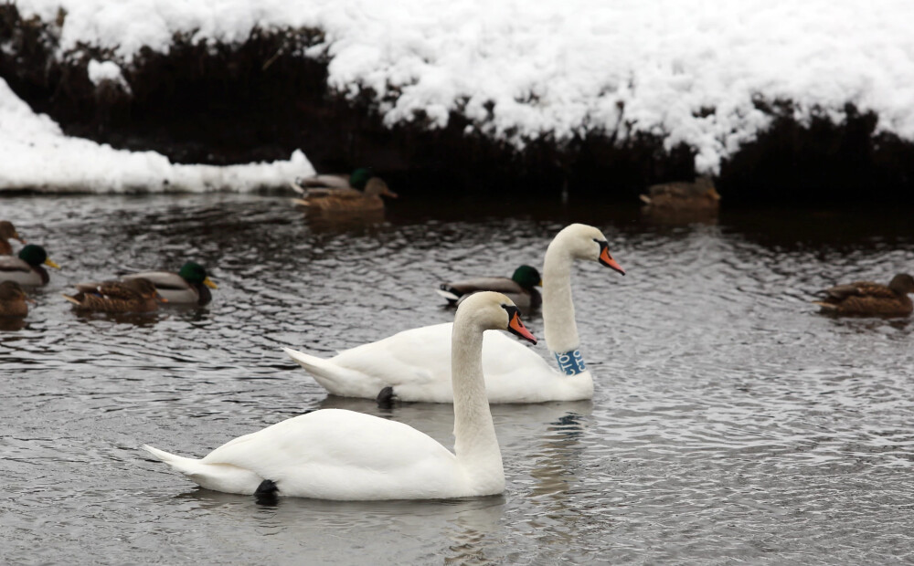 Kuldīgā pie Māras dīķa aizliegts stāvēt automašīnām
