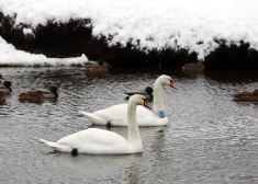 Kuldīgā pie Māras dīķa aizliegts stāvēt automašīnām