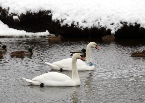 Aizvadītajā gadā par 193 514 eiro tika labiekārtota Māras dīķa teritorija.