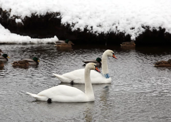 Kuldīgā pie Māras dīķa aizliegts stāvēt automašīnām