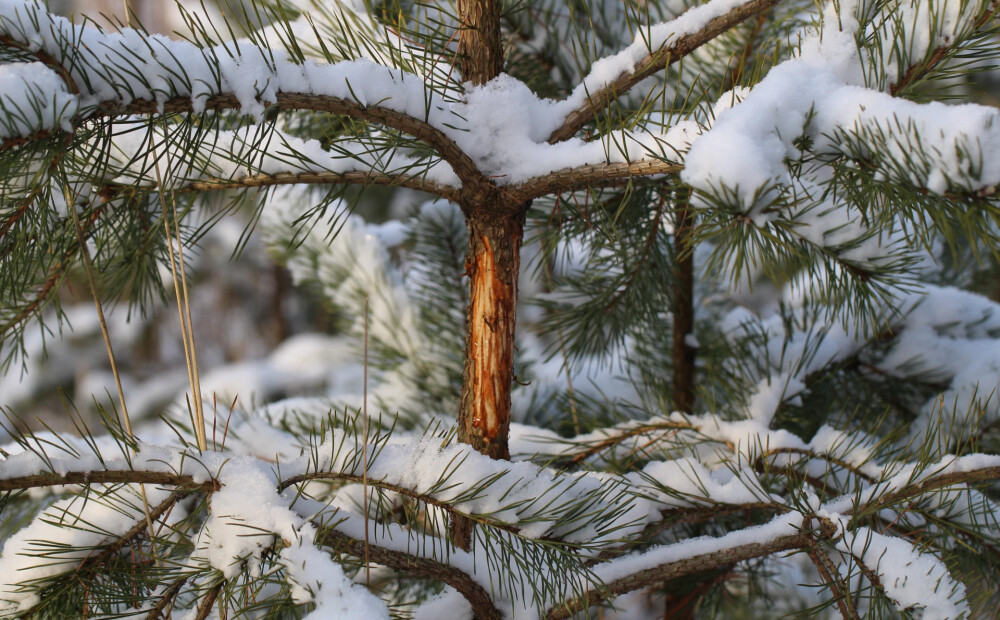 Bargā ziema vairo postījumus jaunaudzēs
