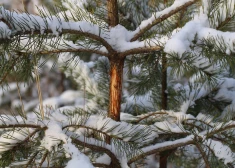 Bargā ziema vairo postījumus jaunaudzēs