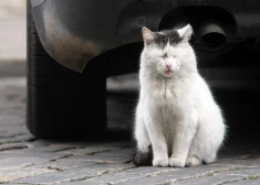 В Латвии неожиданно улучшилось качество воздуха. Кто виноват?