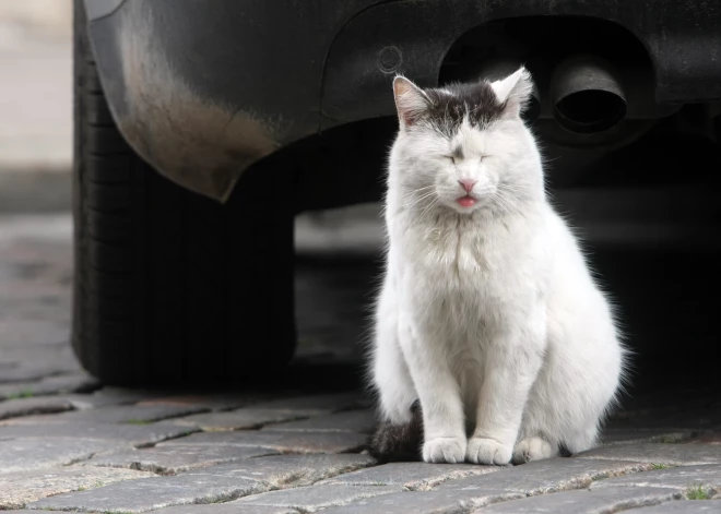 В Латвии неожиданно улучшилось качество воздуха. Кто виноват?