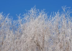 Otrdien vietām gaidāms neliels sniegs