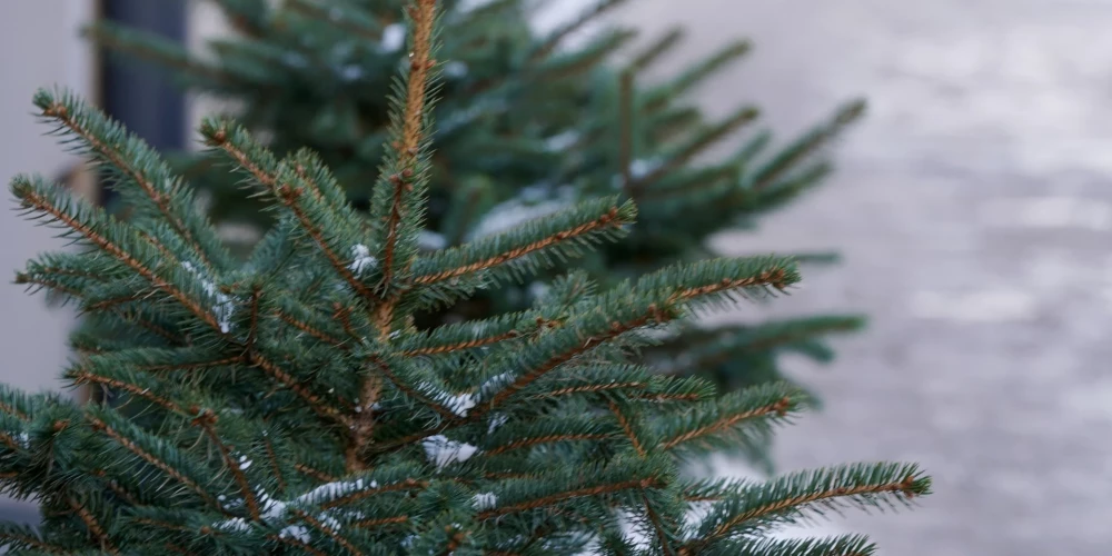 Vairāk nekā 16 800 Ziemassvētku eglītes nodotas pārstrādei.