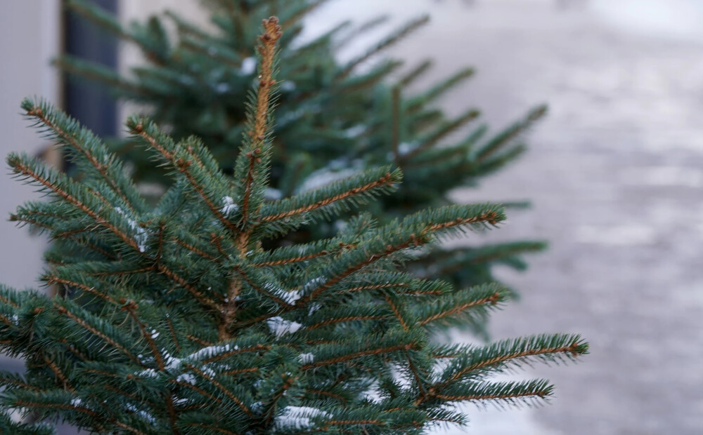 Šogad mazāk izmestu Ziemassvētku eglīšu – iedzīvotāji izvēlas pārdomātākus variantus
