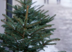 Šogad mazāk izmestu Ziemassvētku eglīšu – iedzīvotāji izvēlas pārdomātākus variantus