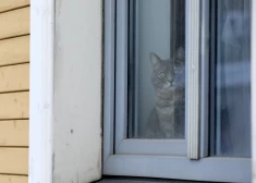 "Uz trīs gadiem aizmirsti, ka esi meitene" - kam iziet cauri mūsu kaimiņi, cenšoties tikt pie sava dzīvokļa