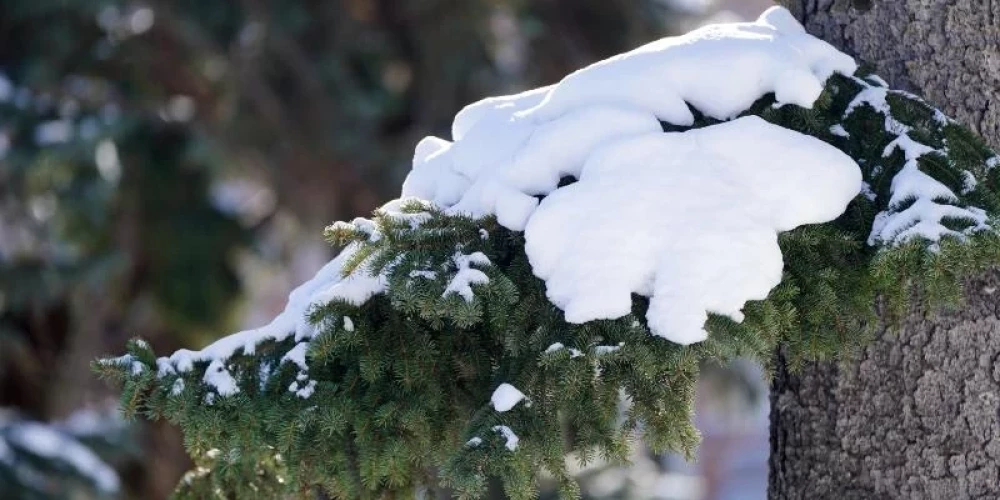 Иллюстративное фото.