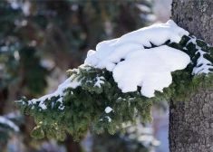 В Латвии ожидается пасмурная и снежная среда