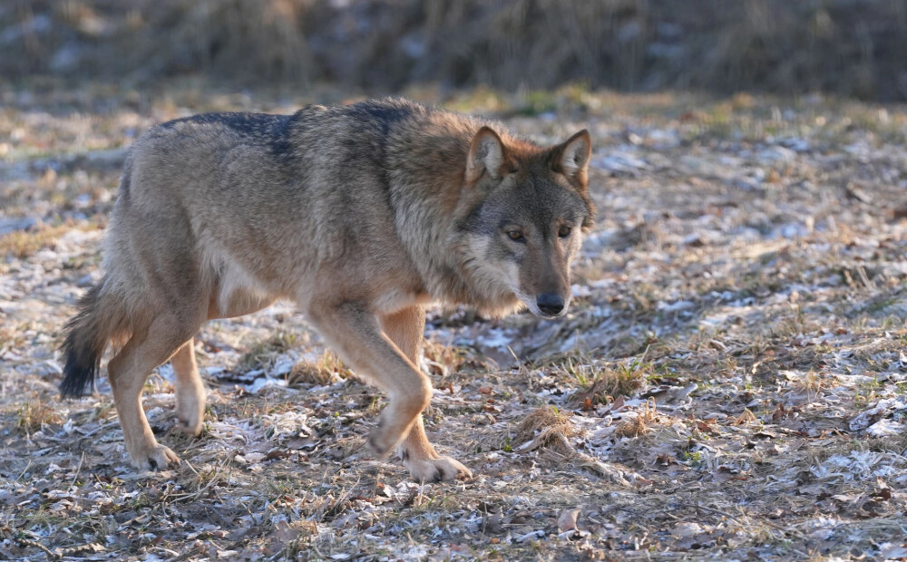 Iedzīvotājus aicina ziņot, ja apkārtnē tiek manīti vilki