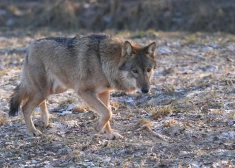 Iedzīvotājus aicina ziņot, ja apkārtnē tiek manīti vilki