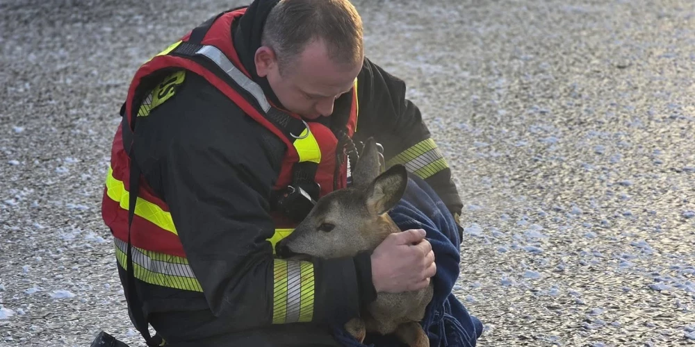 Glābēji Liepājā no sasaluša kanāla izglābuši stirnu.