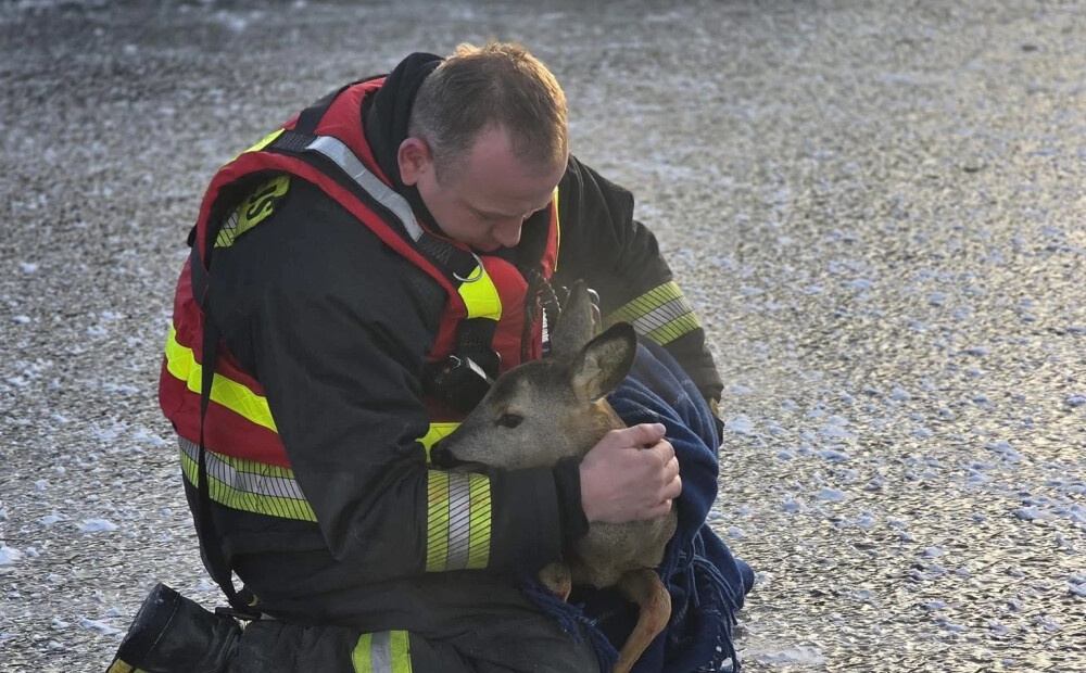 Internetu saviļņojis aizkustinošs foto ar glābēju, kurš no sasaluša kanāla izglāba bezpalīdzīgu stirnēnu