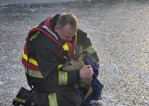 Glābēji Liepājā no sasaluša kanāla izglābuši stirnu.