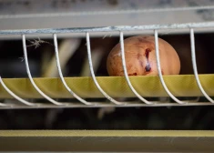 Sprostos dētas olas pārdod kā "kūtī dētas"? PVD sācis administratīvā pārkāpuma lietu pret "Alūksnes putnu fermu"