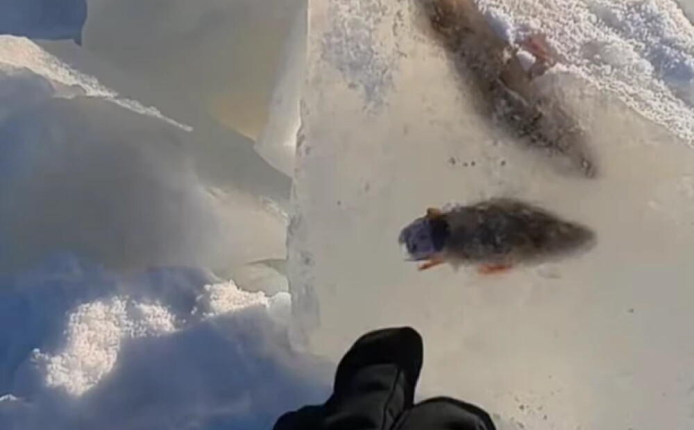 "Kā asari tur nokļuva?": par neparastu parādību Lietuvā brīnās pat ihtiologs