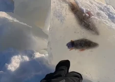 "Kā asari tur nokļuva?": par neparastu parādību Lietuvā brīnās pat ihtiologs