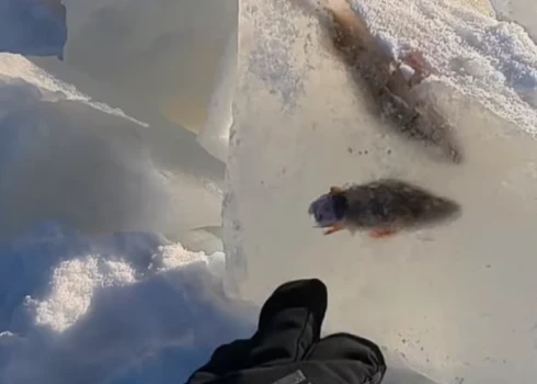 Ezera ledū iesalušie asari (ekrānuzņēmums no video)