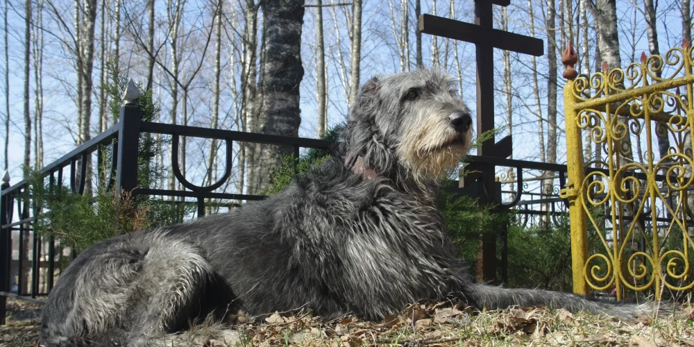В штате Сан-Паулу разрешили хоронить питомцев рядом с хозяевами.