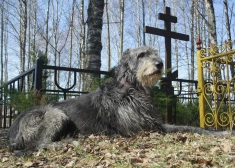 В Бразилии, признав эмоциональную связь с животными, разрешили хоронить их рядом с хозяевами