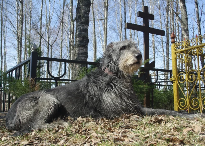 В Бразилии, признав эмоциональную связь с животными, разрешили хоронить их рядом с хозяевами