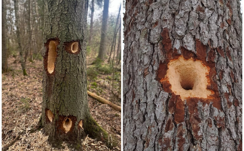Kas šeit dzīvo? Iedzīvotājus pārsteidz savādi veidojumi uz mežā pamanītiem skujkokiem