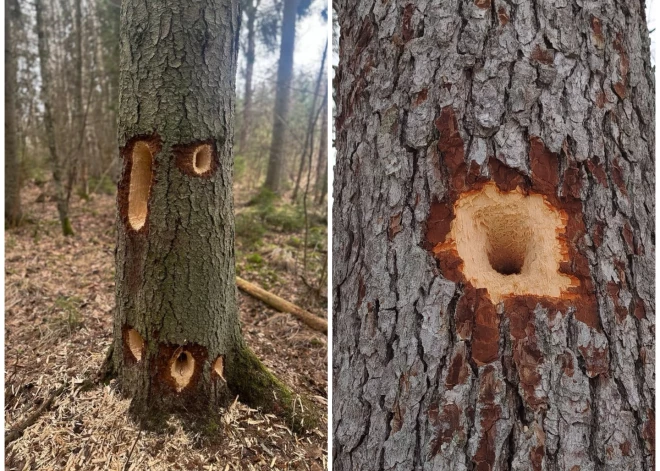 Kas šeit dzīvo? Iedzīvotājus pārsteidz savādi veidojumi uz mežā pamanītiem skujkokiem 