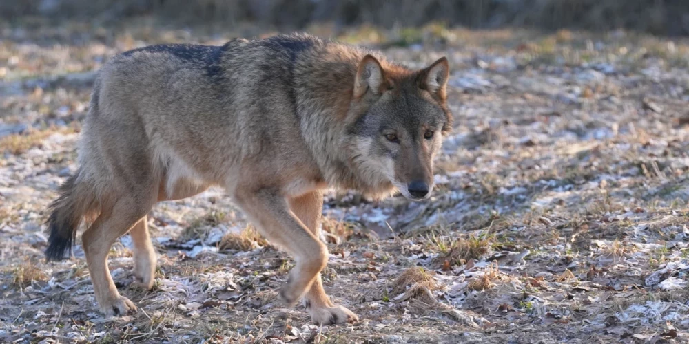 Иллюстративное фото.