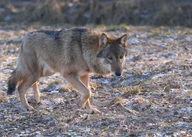 Жителей Латвии призывают сообщать о следах волков зимой