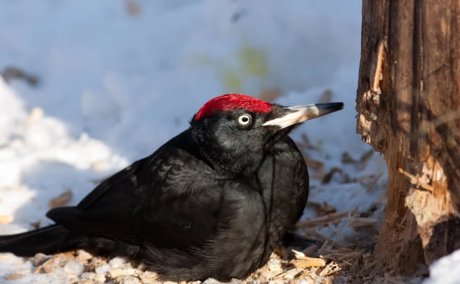 Melnā dzilna ir tā saucamā ”atslēgas suga” – tās kaltajos dobumos ligzdo vairākas retas un Latvijā apdraudētas putnu sugas.