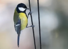 В четверг на юге Латгале воздух прогреется до нуля градусов