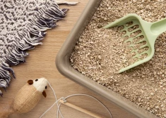 Dino Zoo pircēju TOP 5: Labākās kaķu smiltis dažādiem budžetiem un vajadzībām 