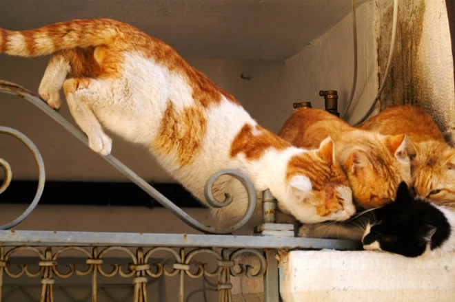 Котов на острове хватает, без работы не останетесь.