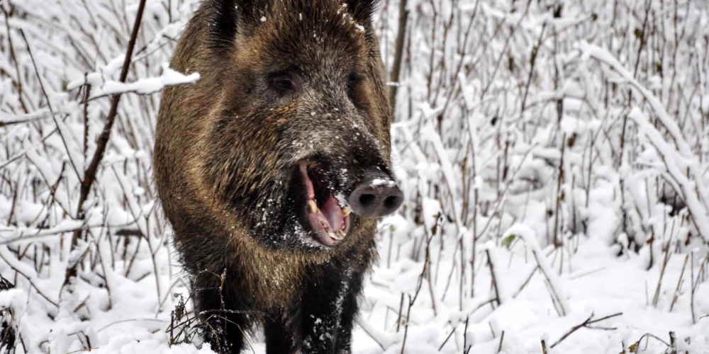 Ilustratīvs attēls.