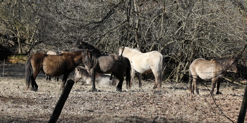 Savvaļas zirgi nožogojumā Jelgavas pils parkā.