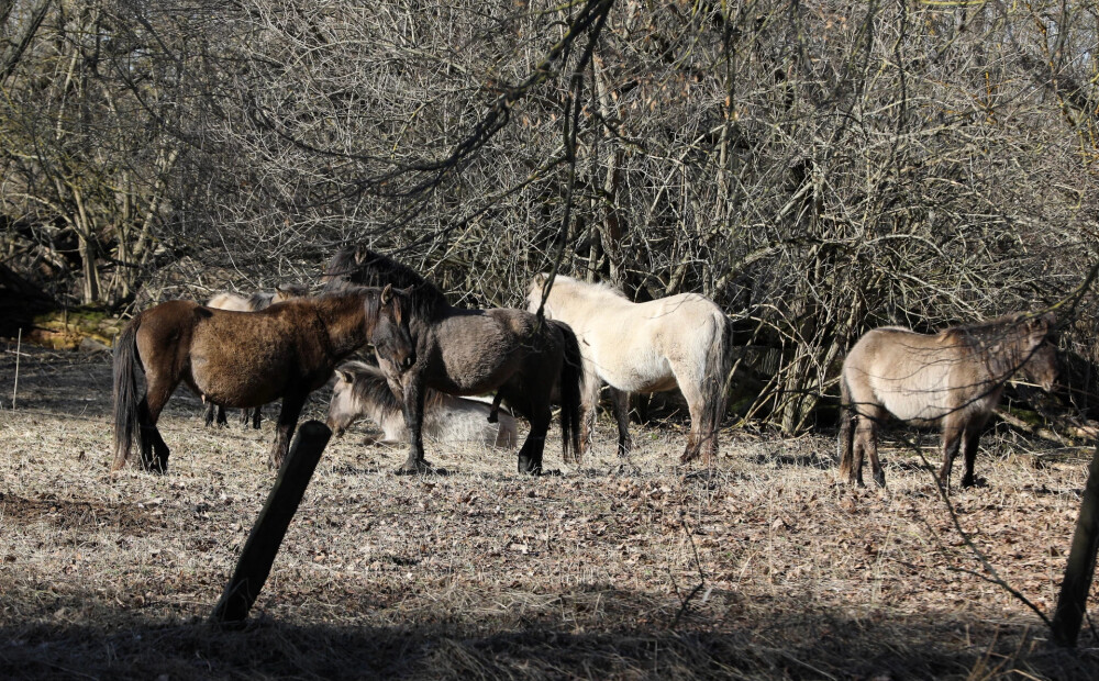 Jelgavas pašvaldība novirza 2500 eiro siena iegādei Pilssalas savvaļas zirgiem